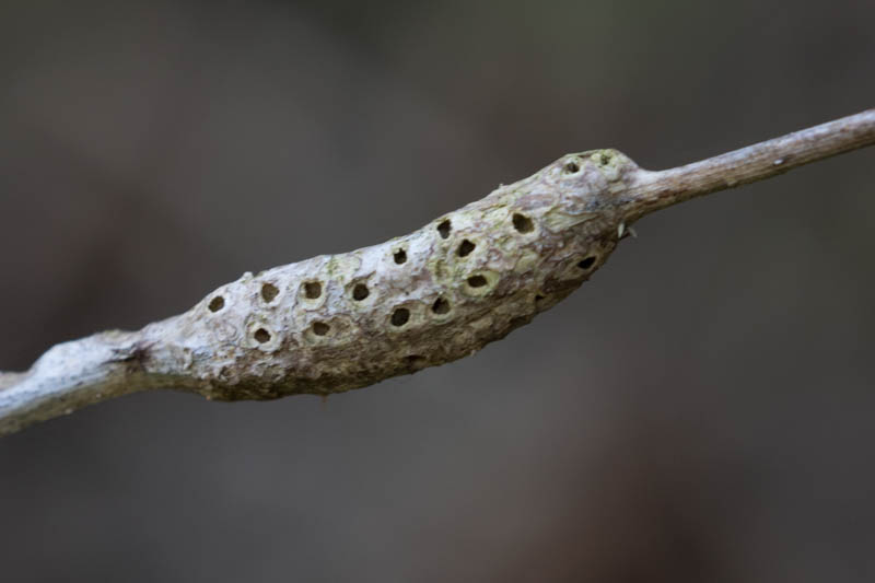 Diastrophus rubi (a Gall Wasp).jpg